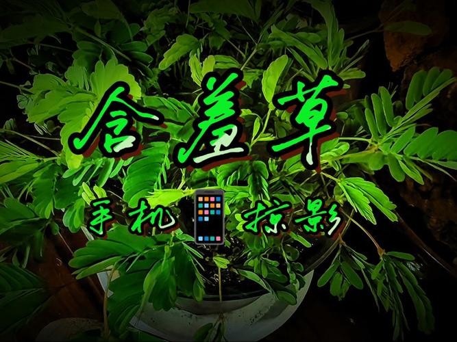 口袋影院在线追剧神器：免费高清无广告，海量资源一键缓存（长尾关键词：口袋影院在线追剧、免费高清影视、无广告观影神器）